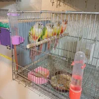 گرینچیک|پرنده|فولادشهر, B2|دیوار