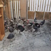 بوقلمون برنزه