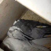 عروس پاریس درجه یک|پرنده|سوسنگرد, |دیوار