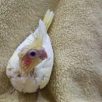 خودکار قرمز توجه کنید