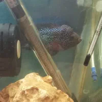 دو عدد فلاور