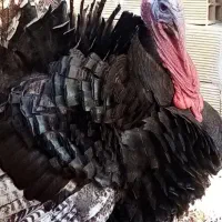 بوقلمون نر جوان