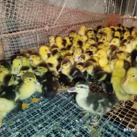 فروش جوجه غاز و اردک خارجی|حیوانات مزرعه|قائم‌شهر, |دیوار