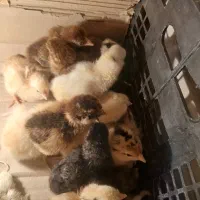 جوجه مرغ|حیوانات مزرعه|شهرضا, |دیوار