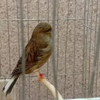 تعدادی قناری|پرنده|رودسر, |دیوار