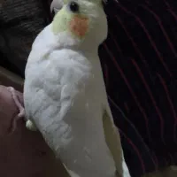 یک‌عددپرنده عروس هلندی گمشده