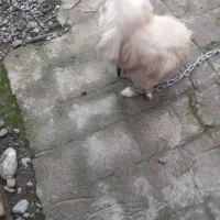 سگ خونگی|سگ|خان ببین, |دیوار