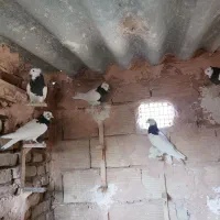 طوقی واکسی جوانه