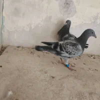 جوجه مسافتی