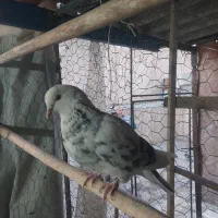 کفتر کبوتر گرفتنی|پرنده|ری, فیروزآبادی|دیوار