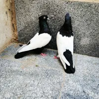کفتر سینه سیاه|پرنده|مشهد, شهرک شیرین|دیوار
