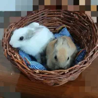 خرگوش نژاد لوپی