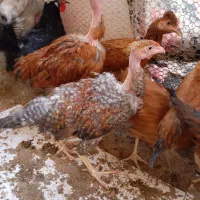 تعدادی نیمچه ۷ ماهه گردن لخت و لاری|حیوانات مزرعه|محمدشهر, محمدشهر|دیوار