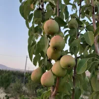 باغچه ۳۰۰ متری تجره سادات