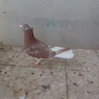 کفتر|پرنده|تربت‌حیدریه, ۴۵ متری|دیوار