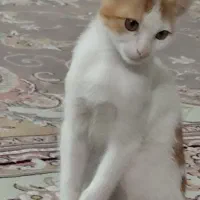 واگذاری بچه گربه