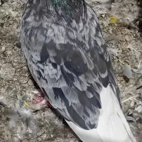 کبوتر