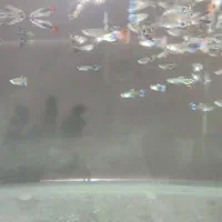 ماهی ،اکواریوم|ماهی|گنبد کاووس, |دیوار