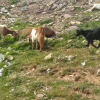 دوعدد بزغاله باسه عددبزغاله