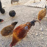 مرغ‌وخروس‌محلی