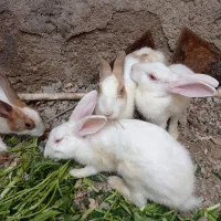 خرگوش چشم قرمز و آبی