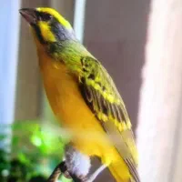 یاسمین وفنج اسکوف و فنج کینگ