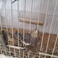 عروس هلندی|پرنده|مشهد, جاهد شهر|دیوار