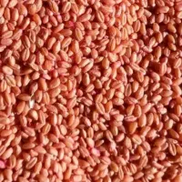 گندم دیم مادری