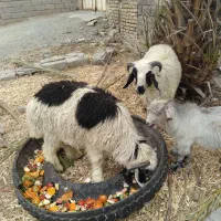 حیوانات در مزرعه