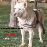 سگ هاسکی چشم یخی