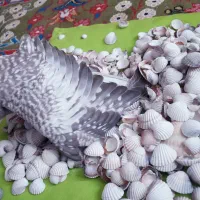 عروس هلندی ۲ماهه،بسیار دوستداشتنی زیبا