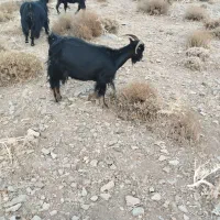 بز .نطنز|حیوانات مزرعه|اصفهان, شهرستان|دیوار