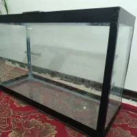 آکواریوم|ماهی|کرمان, |دیوار