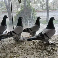 یاهو صحرایی