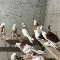 طوقی و پاپر|پرنده|بهار, |دیوار