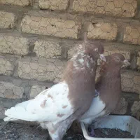۳ جفت کفتر رنگی وپلاکی|پرنده|آباده, |دیوار