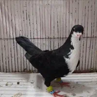 کبوتر کرباتی سیاه شقه
