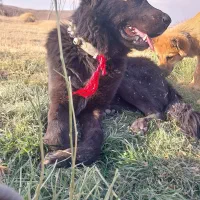 سگ گله|سگ|خوانسار, |دیوار