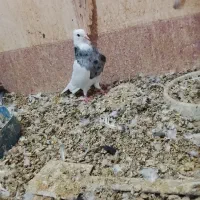 طوقی|پرنده|شادگان, |دیوار