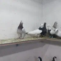 کبوتر رنگی|پرنده|اسفرورین, |دیوار