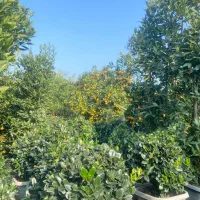 گل و گیاه|خدمات باغبانی و درختکاری|رشت, کوی عرفان|دیوار