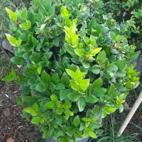 نیازمند کارگر جهت کار گلخانه