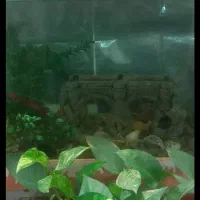 آکواریوم با تمام چیزهای داخلش بفروش میرسد