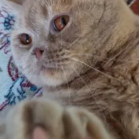 واگذاری گربه