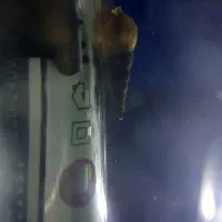 حلزون شیپوری مولد|ماهی|اصفهان, امامزاده اسماعیل|دیوار