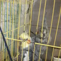 عروس پاریس|پرنده|سوسنگرد, |دیوار