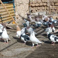 کبوتر