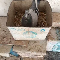 ماده سبز پلنگ کلاهی