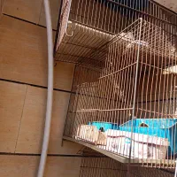 درب اطاق تلویزیون. فریز قفس پرنده جاروبرقی|جاروبرقی، جارو شارژی، بخارشو|اهواز, رسالت|دیوار