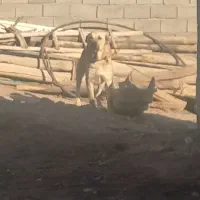 واگذاری سگ سرابی ۲ ساله